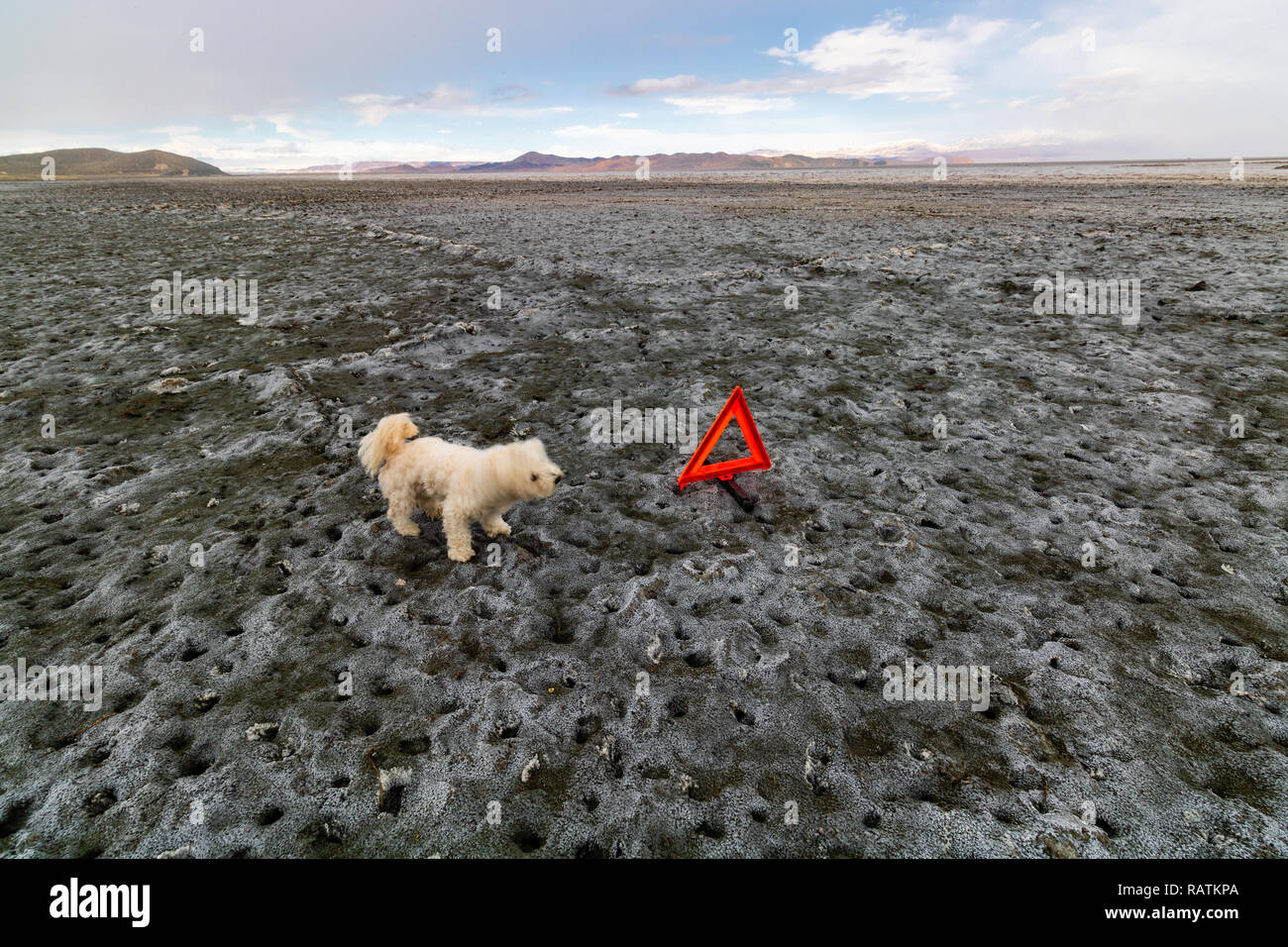 Un chien teckel blanc sur la terre sèche, le lac d'Orumieh, le deuxième plus grand lac salé au monde Banque D'Images Un chien teckel blanc sur la terre sèche, le lac d'Orumieh, le deuxième plus grand lac salé au monde Banque D'Images
