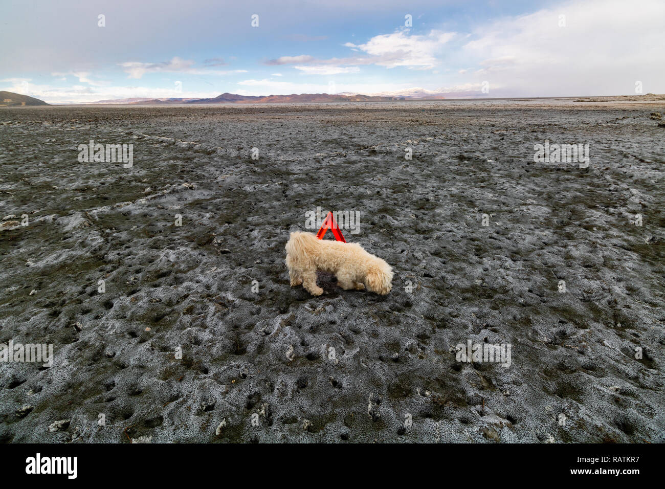 Un chien teckel blanc sur la terre sèche, le lac d'Orumieh, le deuxième plus grand lac salé au monde Banque D'Images Un chien teckel blanc sur la terre sèche, le lac d'Orumieh, le deuxième plus grand lac salé au monde Banque D'Images