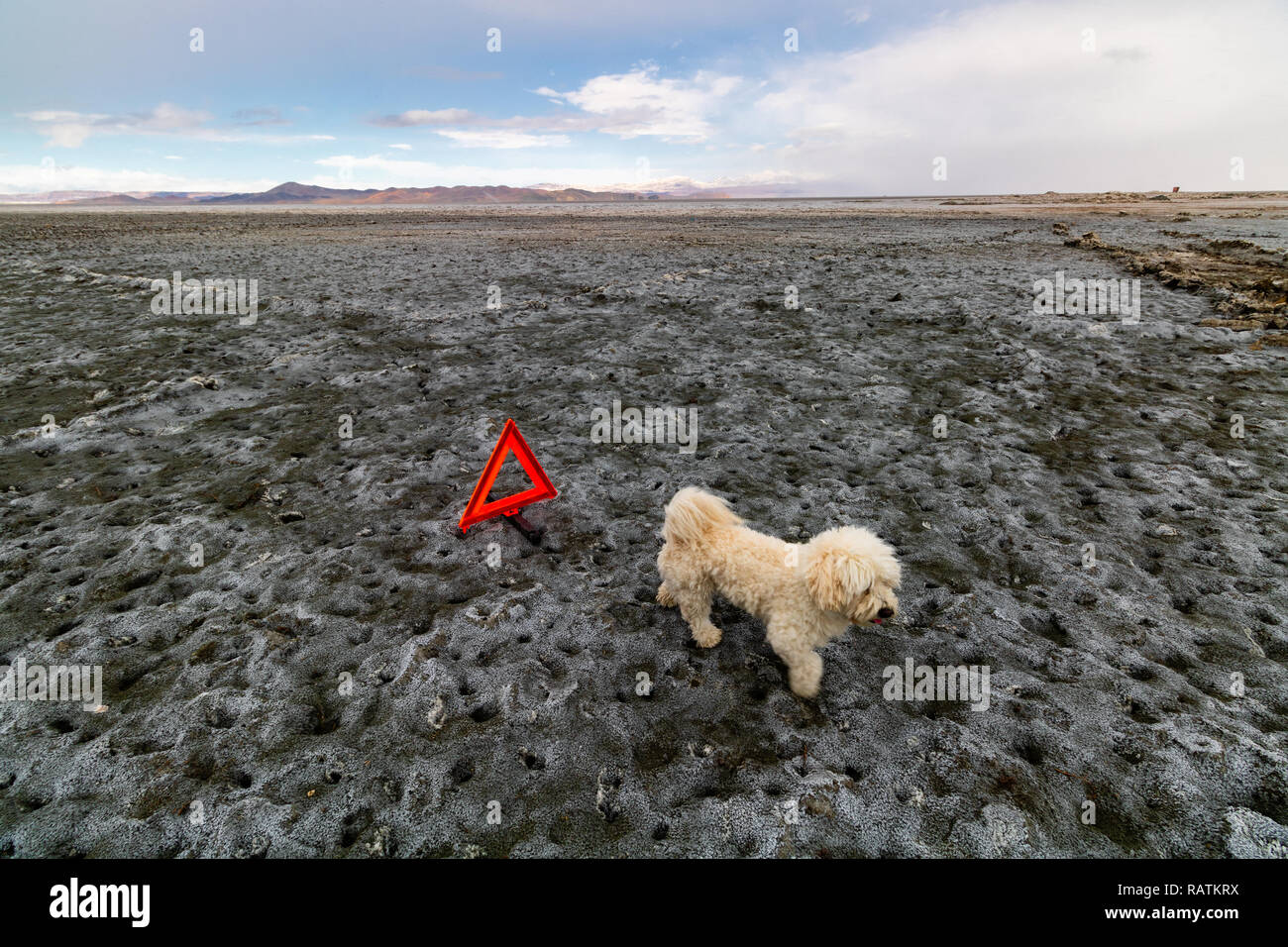 Un chien teckel blanc sur la terre sèche, le lac d'Orumieh, le deuxième plus grand lac salé au monde Banque D'Images Un chien teckel blanc sur la terre sèche, le lac d'Orumieh, le deuxième plus grand lac salé au monde Banque D'Images