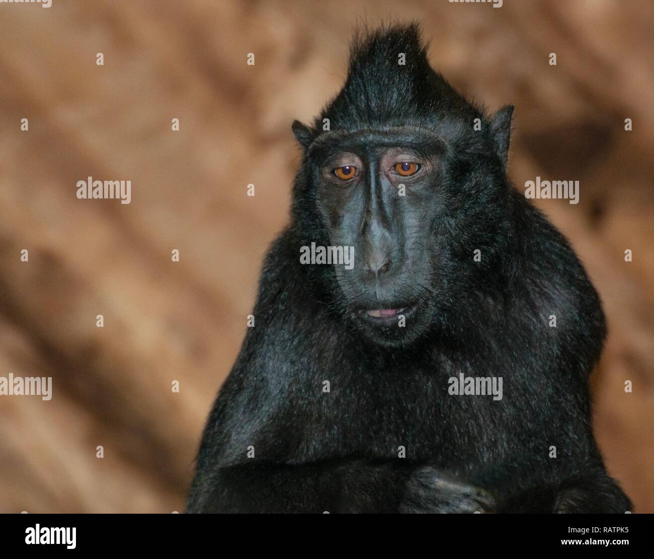 Sulawesi Macaque à crête Banque D'Images