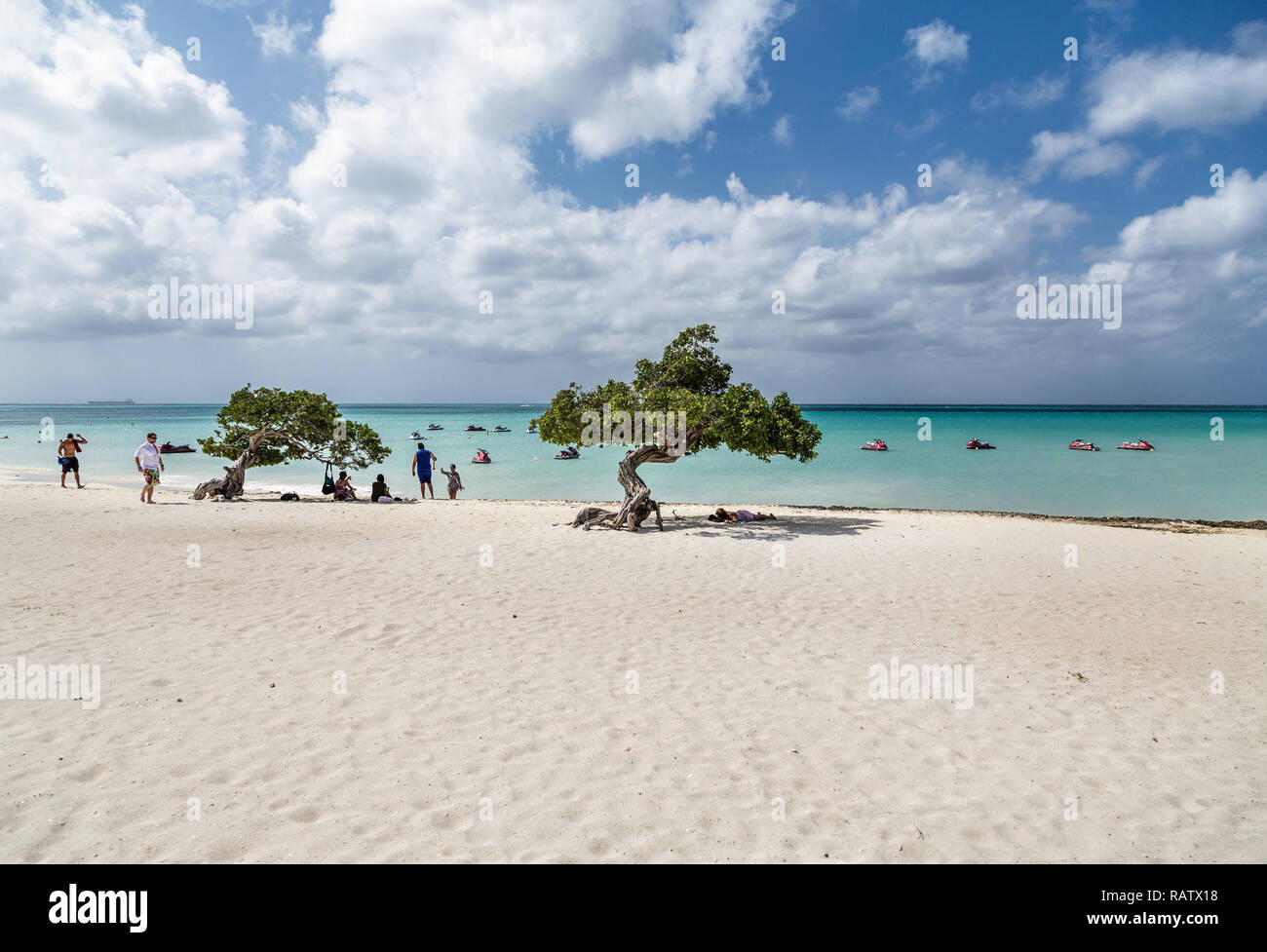 Deux arbres Divi Divi on Beach Banque D'Images