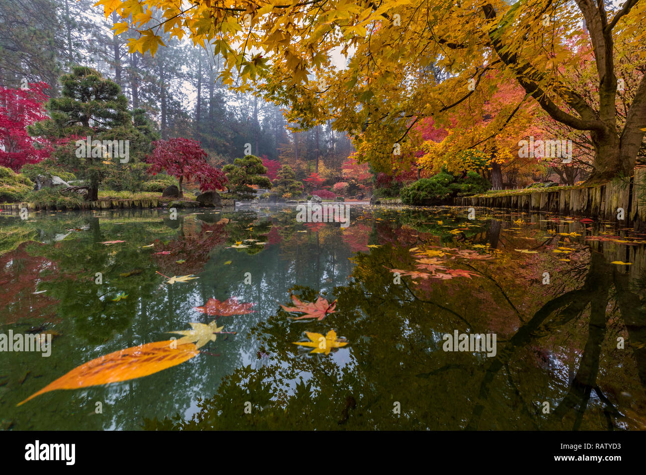 L'un des meilleurs endroits pour le pic de la couleur de l'automne dans la région de Spokane se trouve le jardin japonais dans le parc Manito. Une perspective basse donne une vue unique sur l'étang de Kiri. Banque D'Images