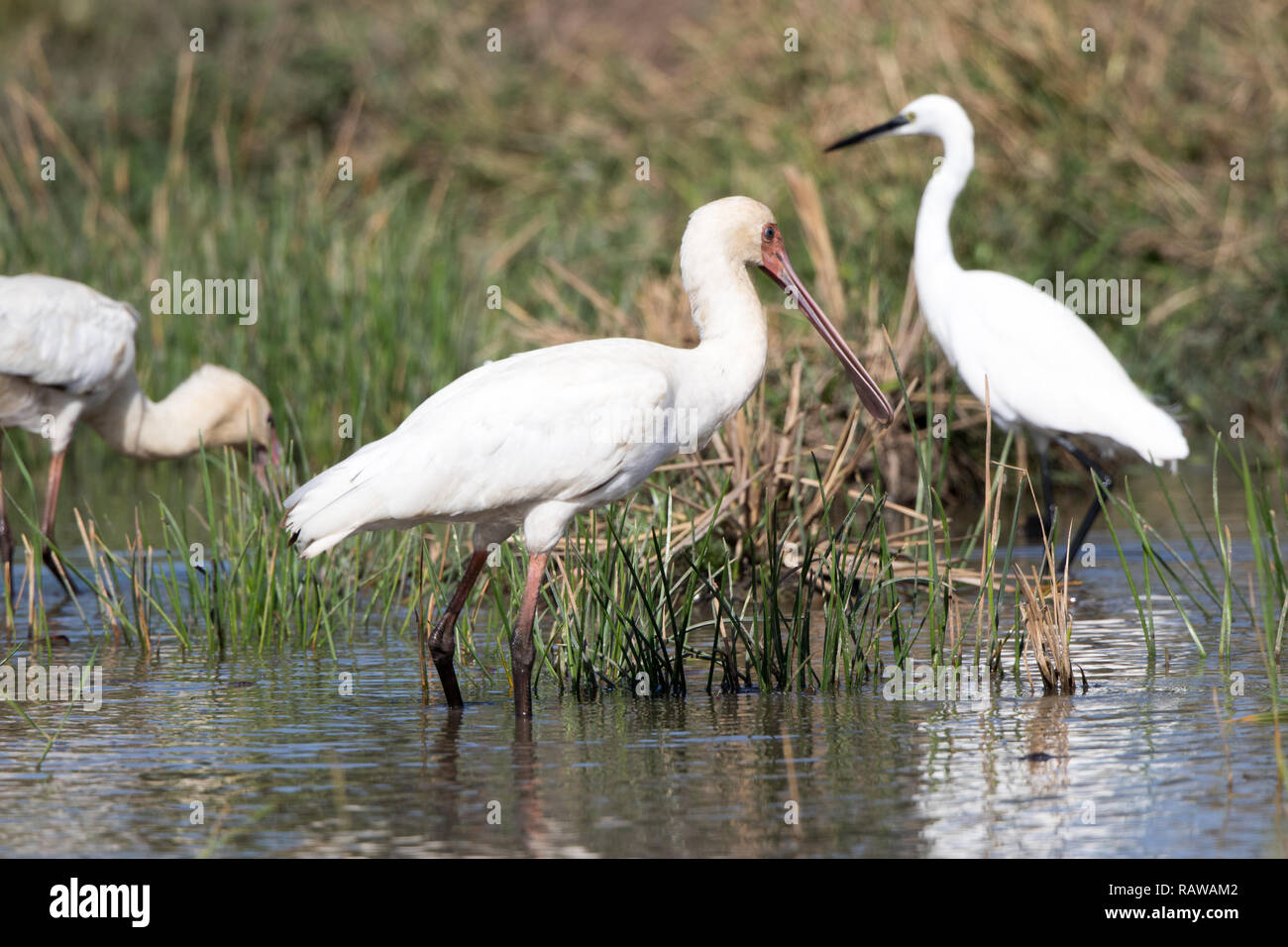 Spatule d'Afrique (Platalea alba) Banque D'Images