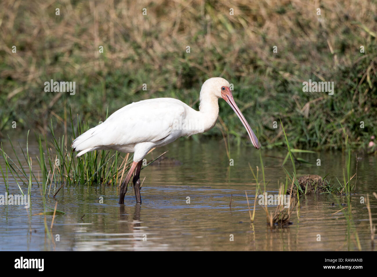 Spatule d'Afrique (Platalea alba) Banque D'Images