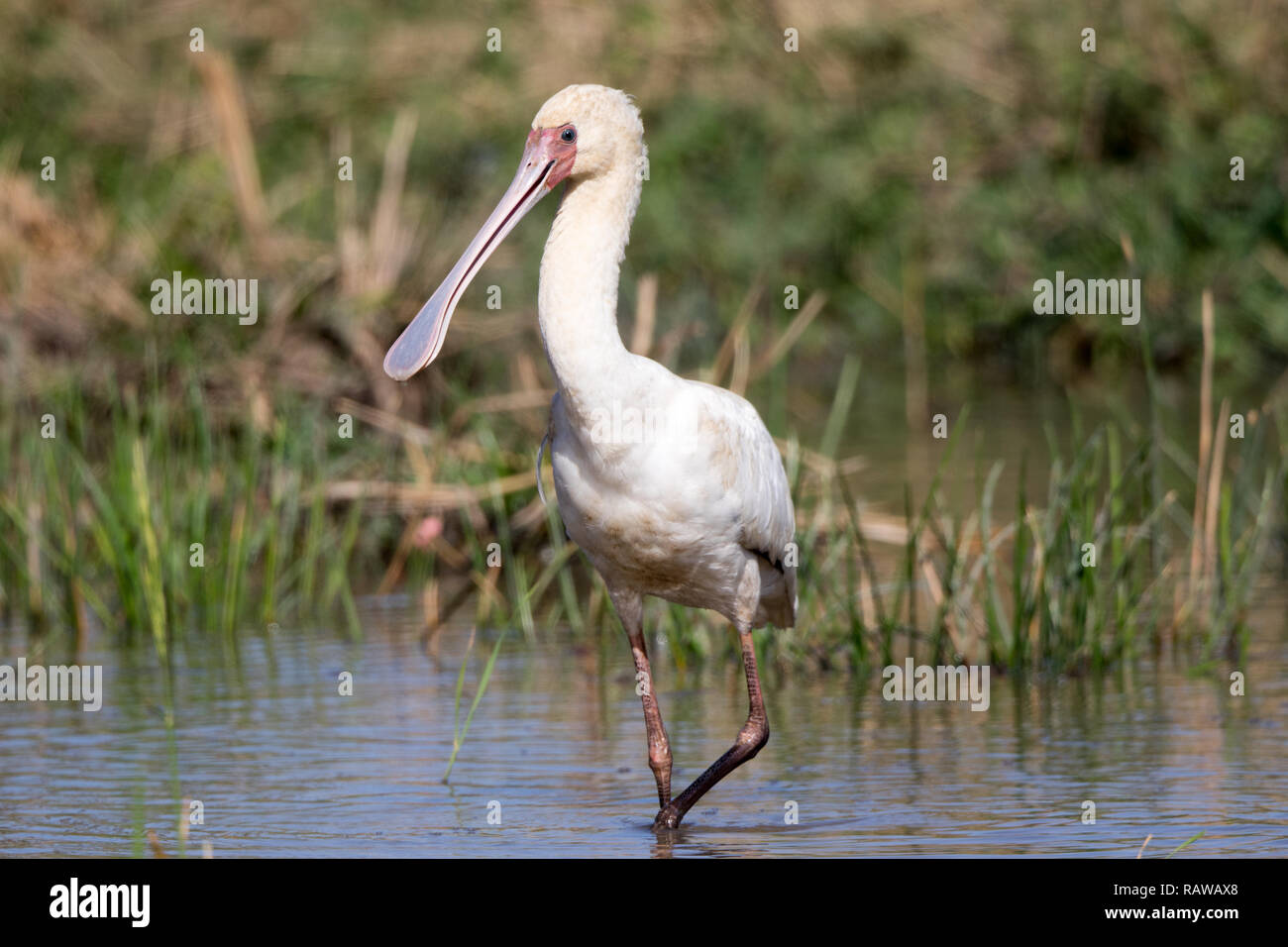 Spatule d'Afrique (Platalea alba) Banque D'Images