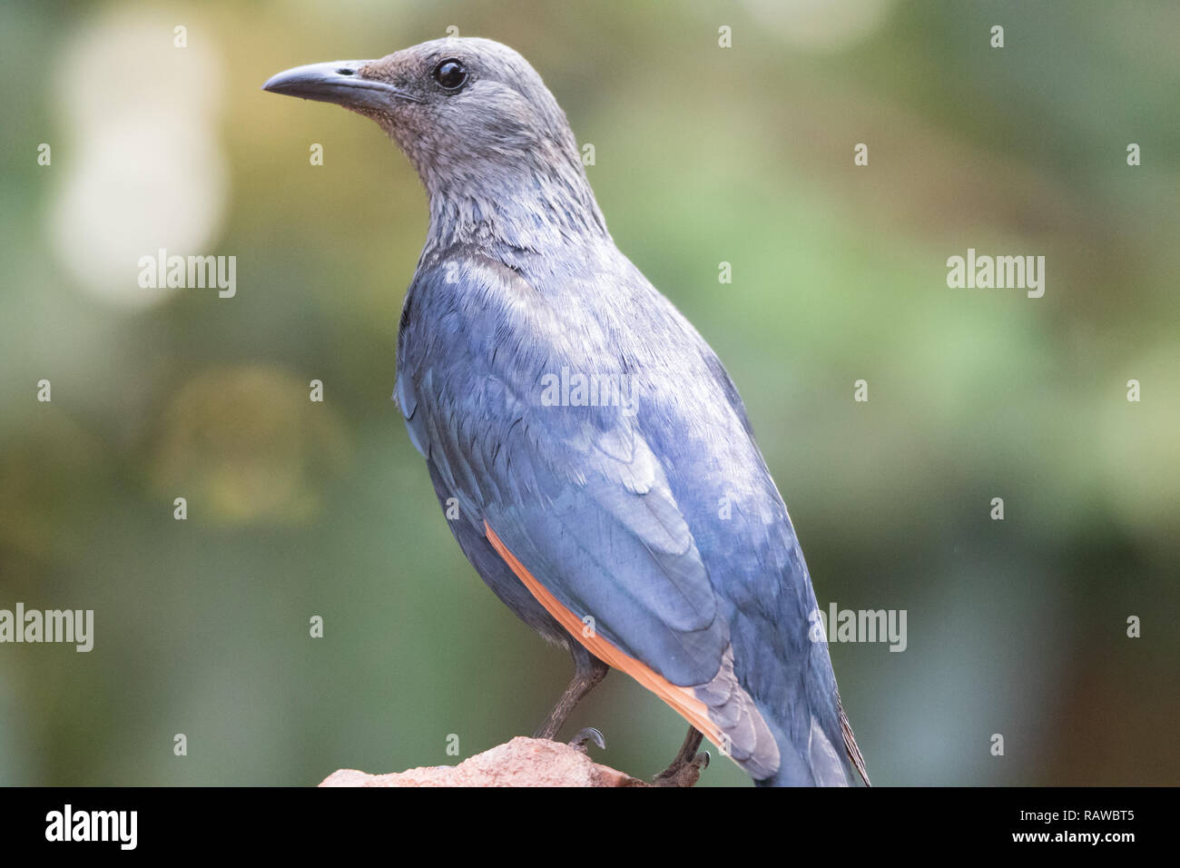 Red-winged Starling (Onychognathus morio) Banque D'Images