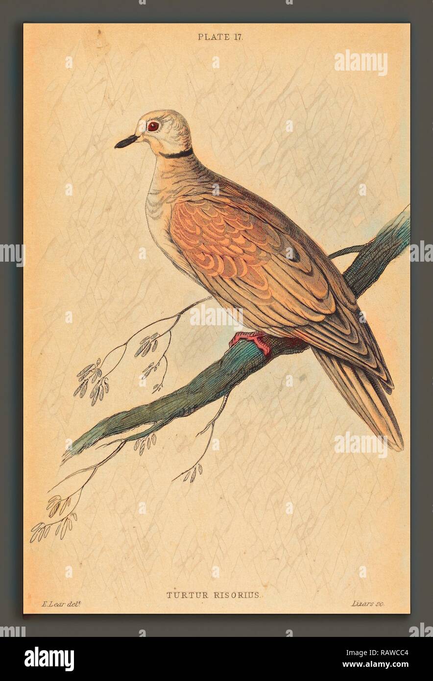 William Home Lizars après Edward Lear (Écossais, 1788 - 1859), Turtur Risorius, lithographie colorés à la main. Repensé Banque D'Images