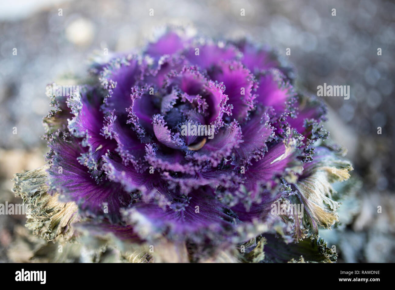 Bouquet de Rose chou ornemental dans un jardin d'hiver. Banque D'Images