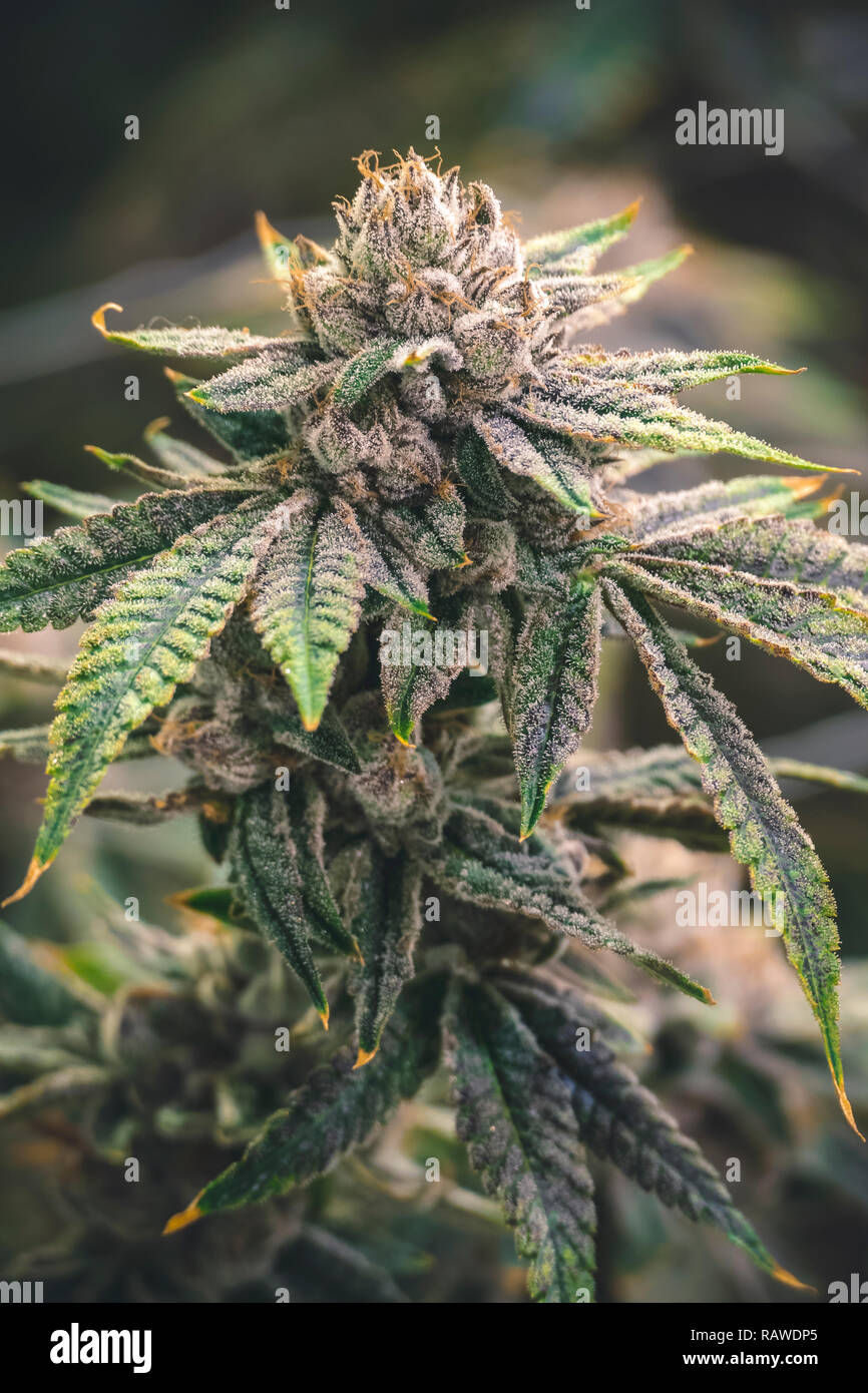 Close up cola sur la marijuana haut de plante feuillue avec arrière-plan flou Banque D'Images