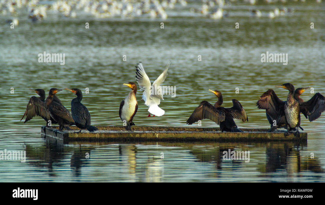 Groupe, Troupeau de cormorans noirs avec outstretced les ailes sur plate-forme flottante Banque D'Images