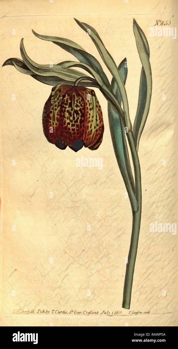 Sydenham Teast botanique imprimer par Edwards 1768 - 1819, Sydenham Edwards était une histoire naturelle de l'Illustrator, British repensé Banque D'Images