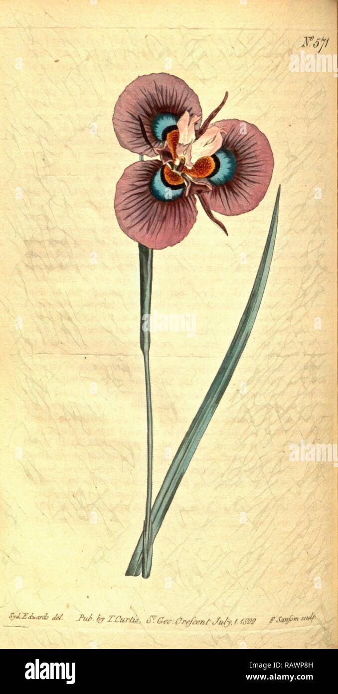 Sydenham Teast botanique imprimer par Edwards 1768 - 1819, Sydenham Edwards était une histoire naturelle de l'Illustrator, British repensé Banque D'Images