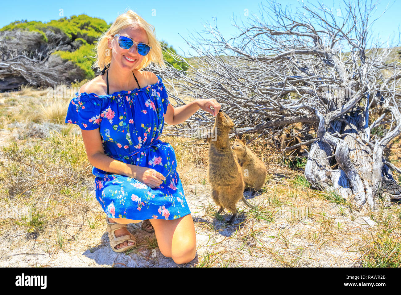 L'inhalation de Quokka deux fille main dans une journée ensoleillée à l'extérieur, vacances d'été, l'Australie. Smiling blonde woman femme touristiques interagit avec curieux Quokka à Rottnest Island, Australie de l'Ouest. Banque D'Images