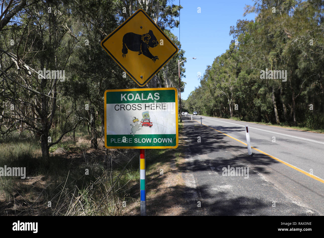 Koalas Cross ici Veuillez Ralentir road à côté de l'Avenue de Kingfisher, Hawks Nest à côté de la réserve de Koalas Jean Shaw. Banque D'Images