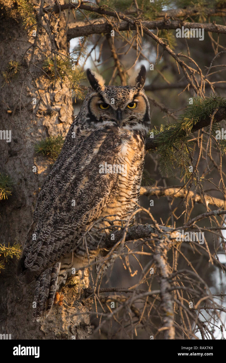 Grande chouette à cornes (Bubo virginianus) perçant dans un arbre d'épinette Banque D'Images