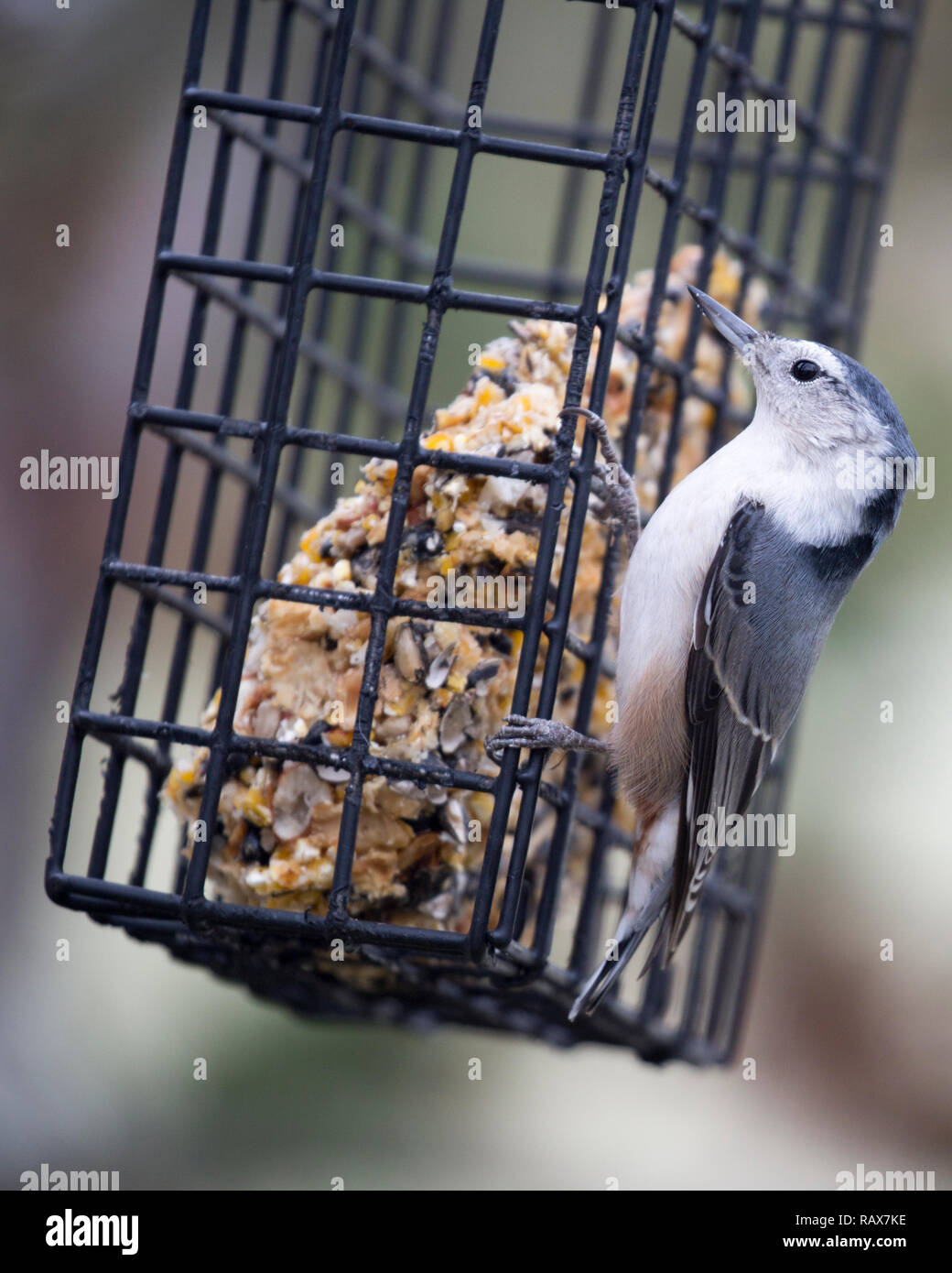 Nuthatch à la poitrine blanche se nourrissant de graines provenant d'un fallaiter dans une cour urbaine (Sitta carolinensis) Banque D'Images