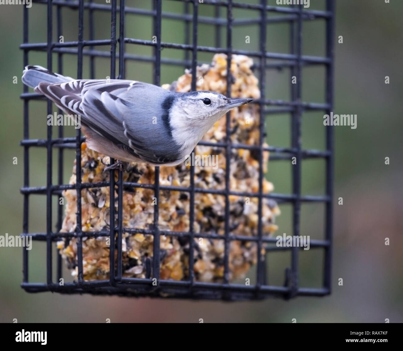 Nuthatch à la poitrine blanche se nourrissant de graines provenant de l'alimentation d'arrière-cour (Sitta carolinensis) Banque D'Images