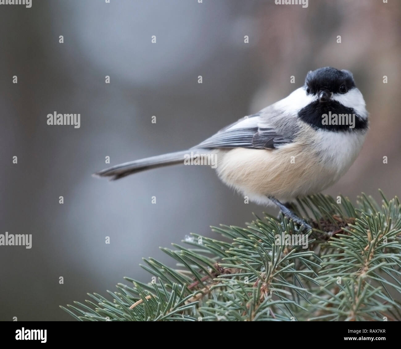 Mésange à tête noire (Poecile atricapillus) perché sur branche d'arbre Banque D'Images