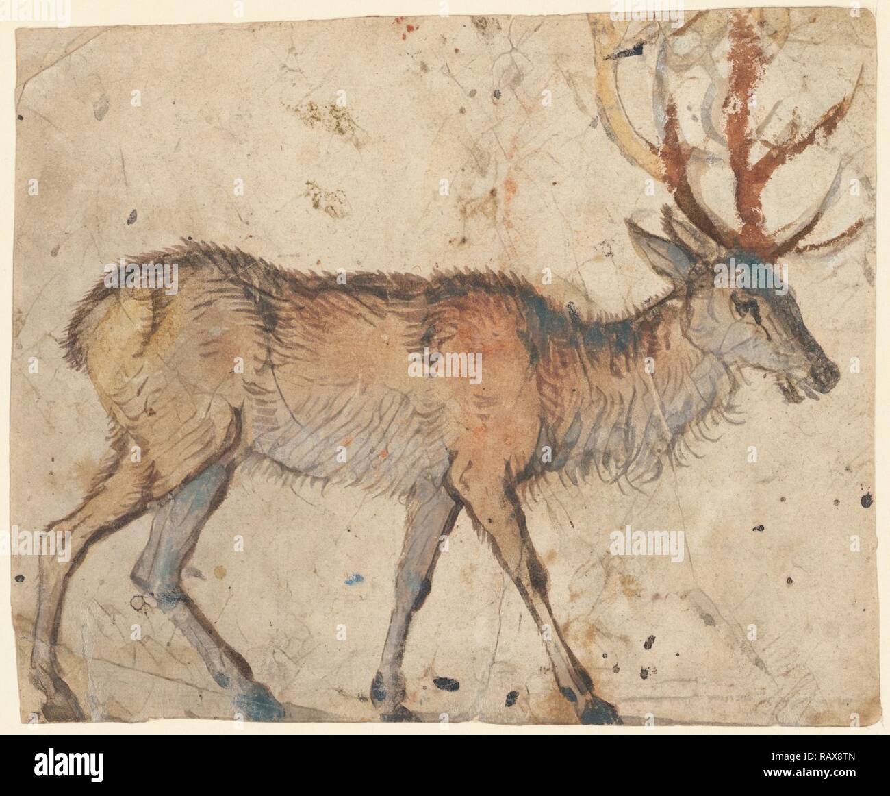 Étude d'un Stag (recto), étude des chèvres (verso), Lucas Cranach l'ancien, l'allemand, 1472 - 1553, environ 1520 - 1530 repensé Banque D'Images