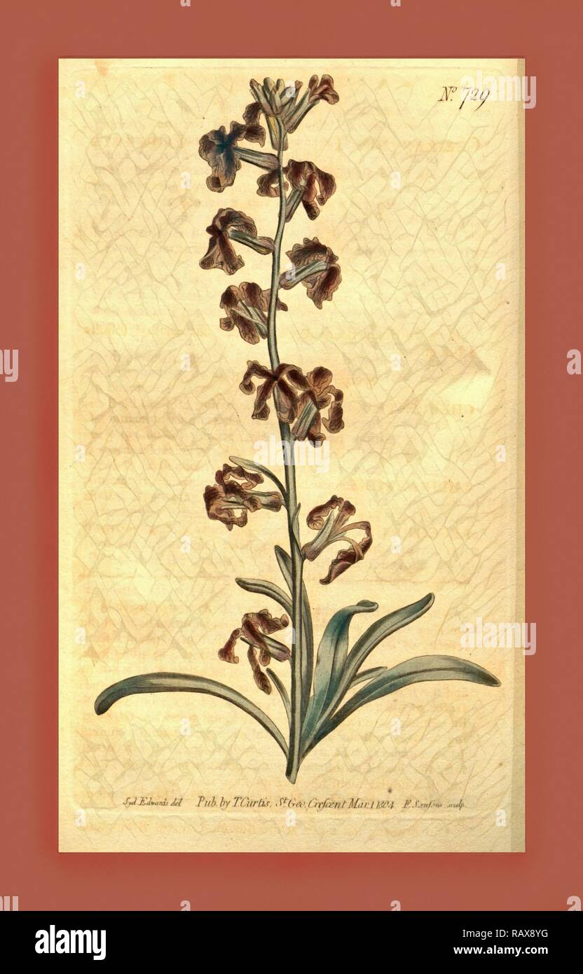 Sydenham Teast botanique imprimer par Edwards 1768 - 1819, Sydenham Edwards était une histoire naturelle de l'Illustrator, British repensé Banque D'Images