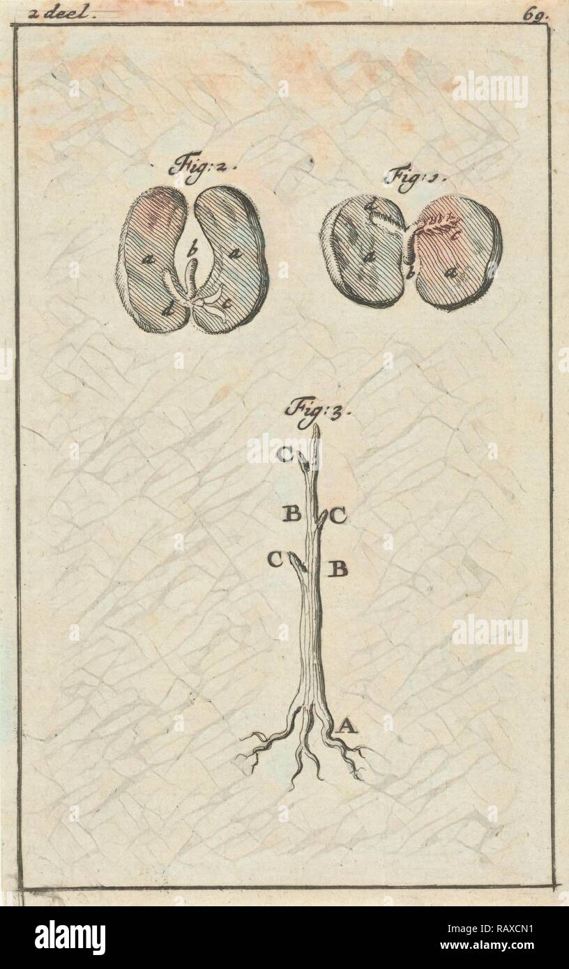Trois représentations de la germination des semences, Jan Luyken, Jan Claesz dix Hoorn, 1684. Repensé Banque D'Images