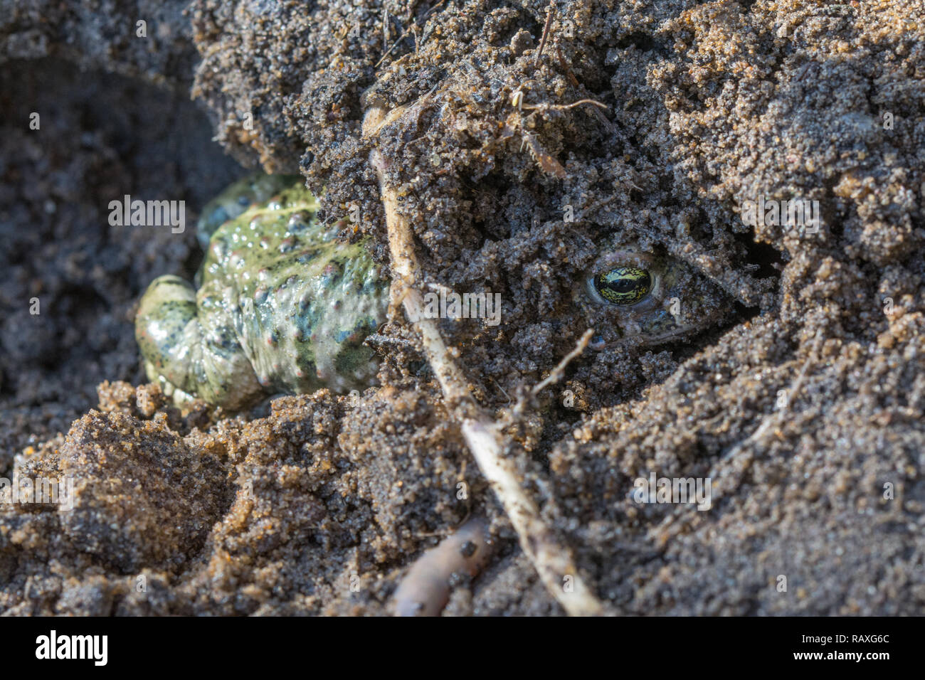 Crapaud calamite (Epidalea calamita) s'enfouissant dans le sable au bord de la lande dans le Hampshire, au Royaume-Uni Banque D'Images