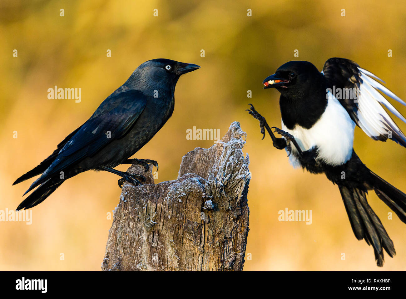 Choucas et Magpie se disputant à une aire d'alimentation au milieu de Pays de Galles Banque D'Images