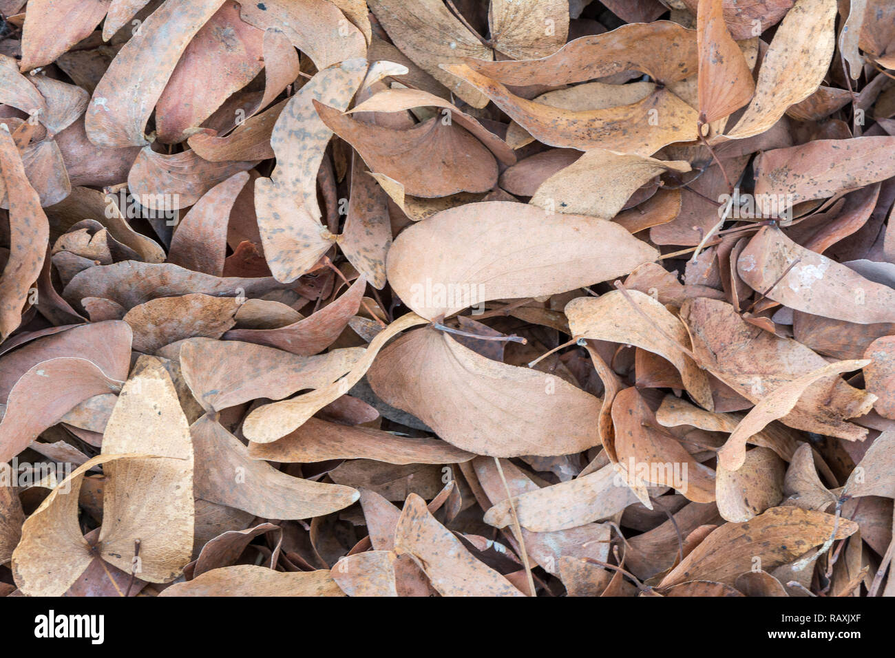 Feuilles de mopane à sec sur le sol, l'arbre aux papillons, Colophospermum mopane, Namibie Banque D'Images