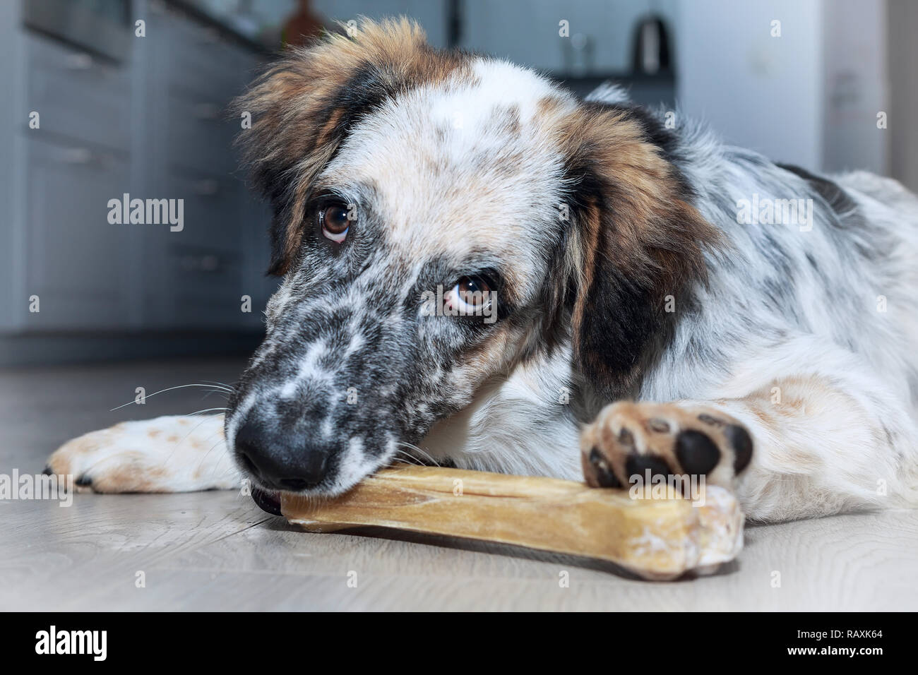 Blanc Noir Et Marron Chien Floue Avec De Los Sur Le Sol
