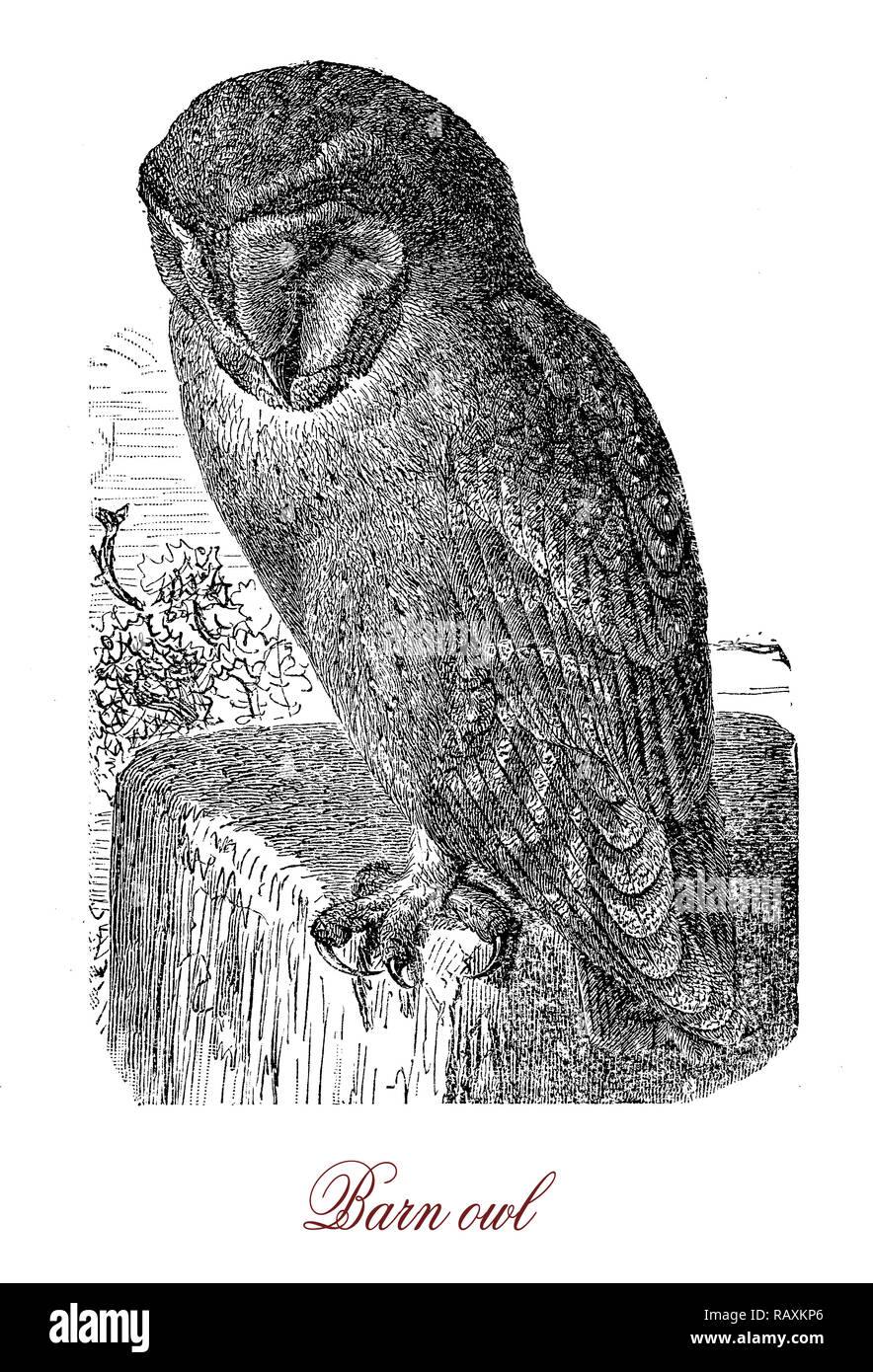 Vintage gravure de Barn Owl oiseau nocturne, avec visage en forme de cœur et très aiguës audience, spécialisé dans la chasse aux petits mammifères sur le terrain situé à par sound Banque D'Images