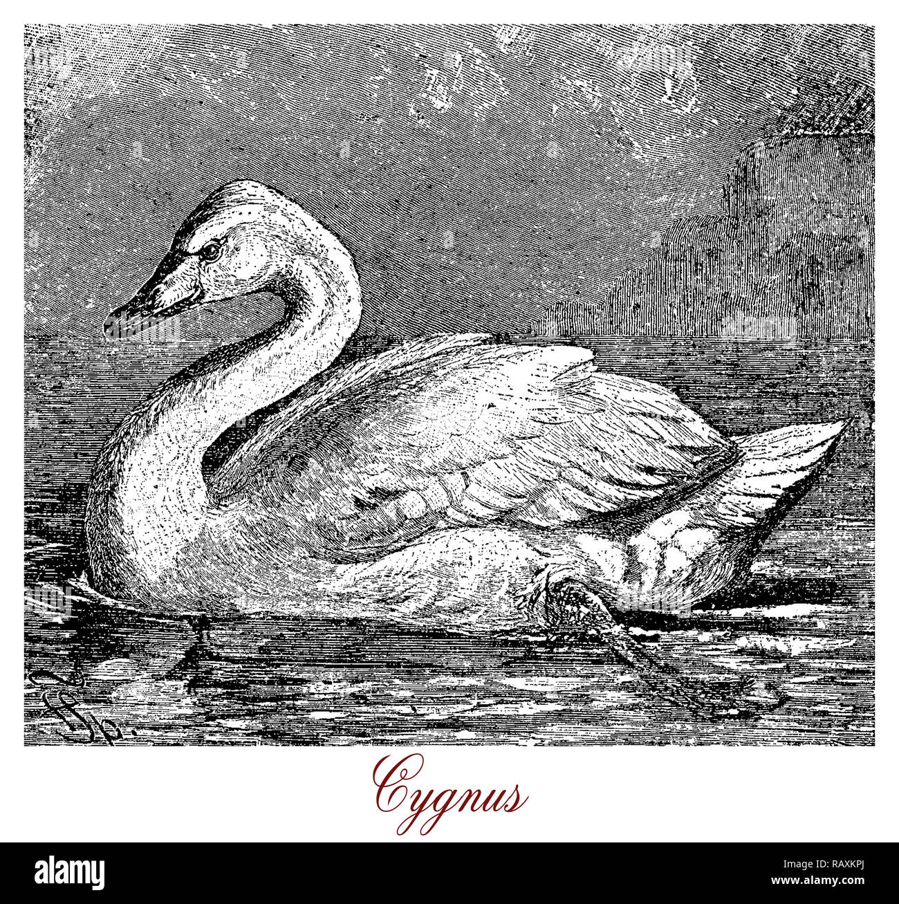 Vintage gravure de Swan, une des plus grandes cascades et les oiseaux en plein vol avec un grand cou et des pieds.Ils vivent en milieu tempéré et dans le nord de l'emisphere ils ont un plumage blanc pur. Banque D'Images