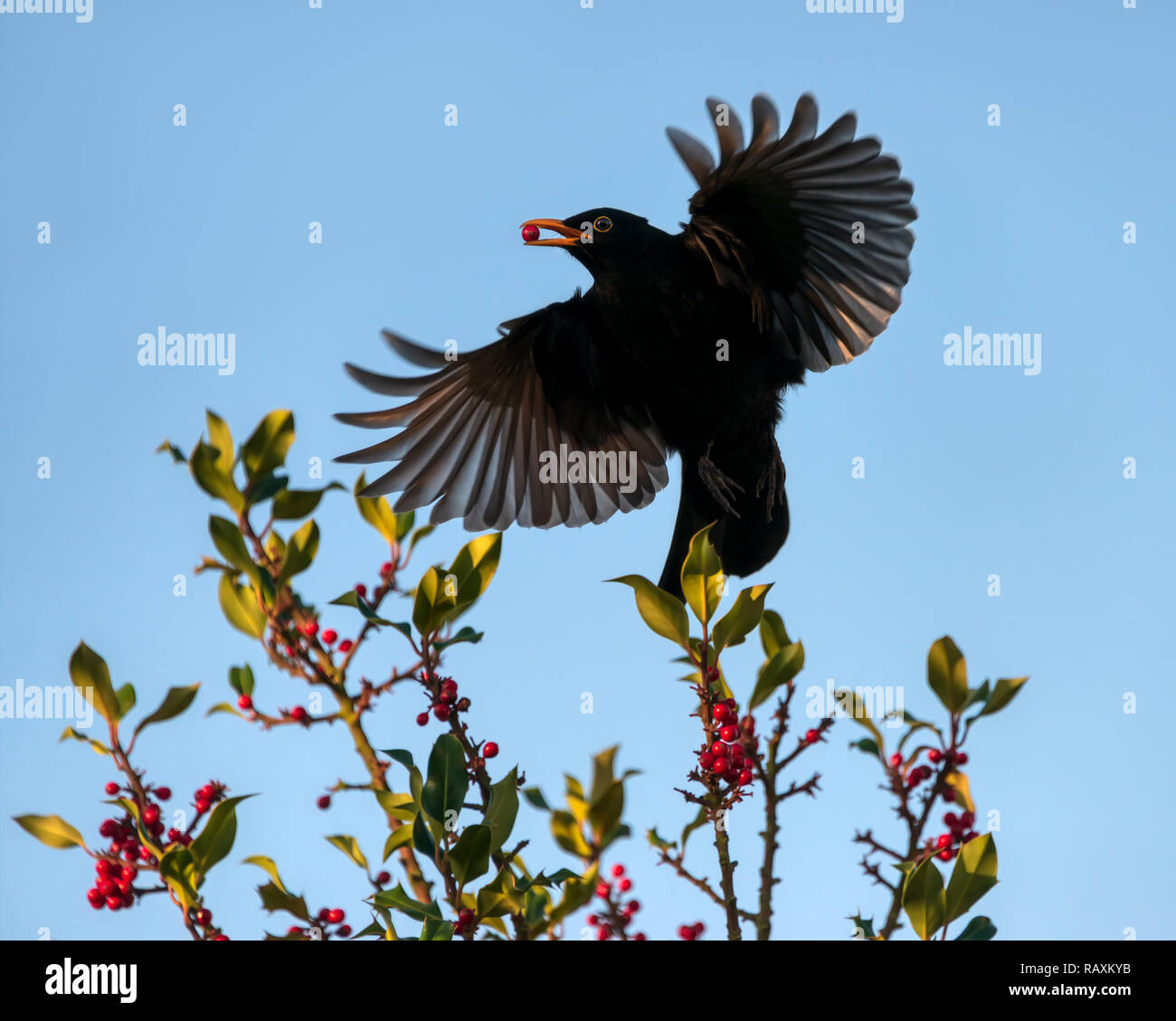 Merle noir, Turdus merula, mâle adulte prend un Ilex Berry rouge dans son bec jaune et s'envoler avec des ailes propagation, Allemagne Banque D'Images