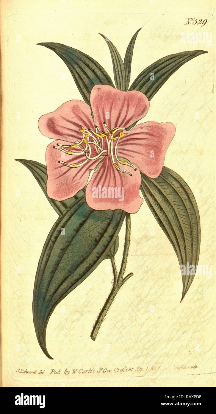 Sydenham Teast botanique imprimer par Edwards 1768 - 1819, Sydenham Edwards était une histoire naturelle de l'Illustrator, British repensé Banque D'Images