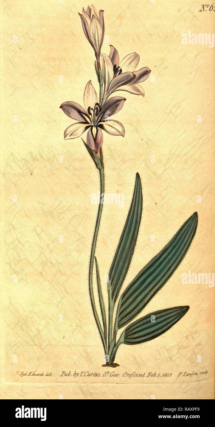 Sydenham Teast botanique imprimer par Edwards 1768 - 1819, Sydenham Edwards était une histoire naturelle de l'Illustrator, British repensé Banque D'Images