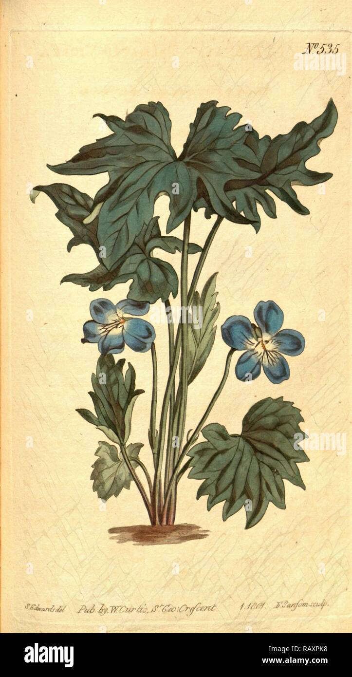 Sydenham Teast botanique imprimer par Edwards 1768 - 1819, Sydenham Edwards était une histoire naturelle de l'Illustrator, British repensé Banque D'Images