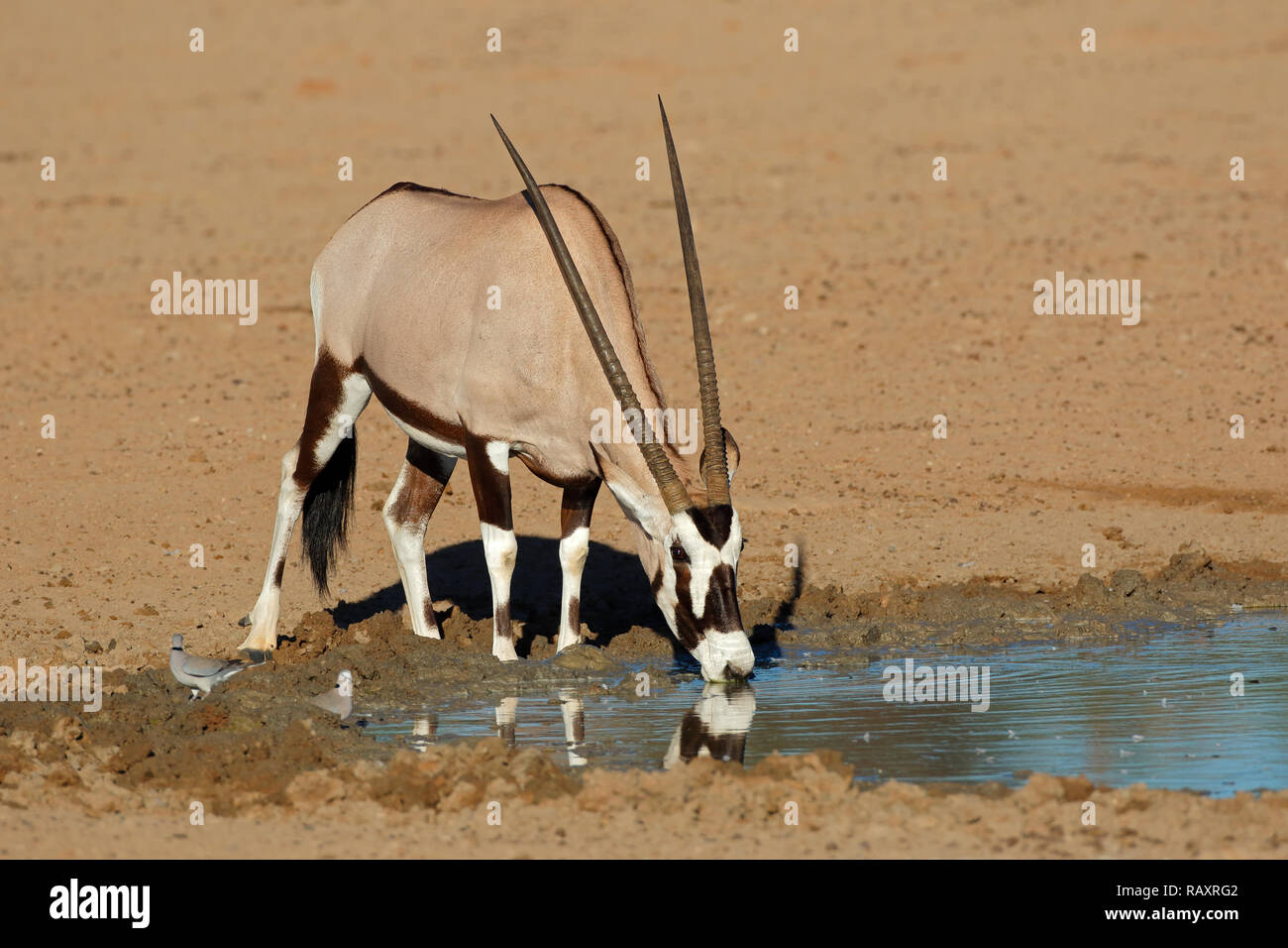 Une antilope gemsbok (Oryx gazella) eau potable, désert du Kalahari, Afrique du Sud Banque D'Images