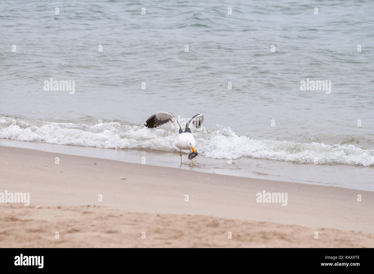 Seagull mangé des moules sur la plage, Le Cap, gull Larus dominicanus Kelp gull, vetula, Walvis Bay, en Namibie Banque D'Images