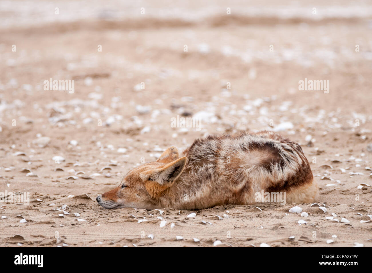 Le chacal à dos noir, Canis mesomelas, sur la plage, Walvis Bay, en Namibie Banque D'Images