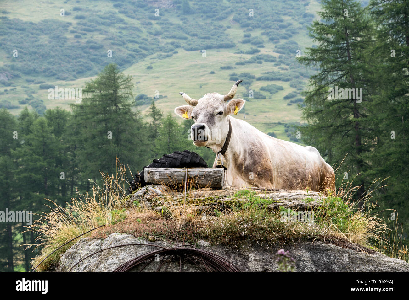 Une vache ist reposant sur un colline en face d'une chaîne de montagnes Banque D'Images