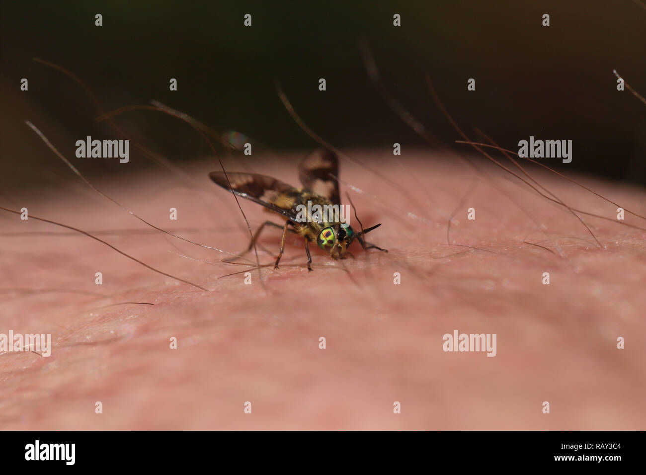 La woodsie à lits jumeaux (Deerfly Chrysops relictus) de mordre un humain. Les insectes peuvent offrir une morsure douloureuse. Banque D'Images