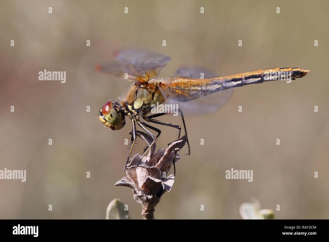 Yellow-winged Darter (Sympetrum flaveolum) Banque D'Images