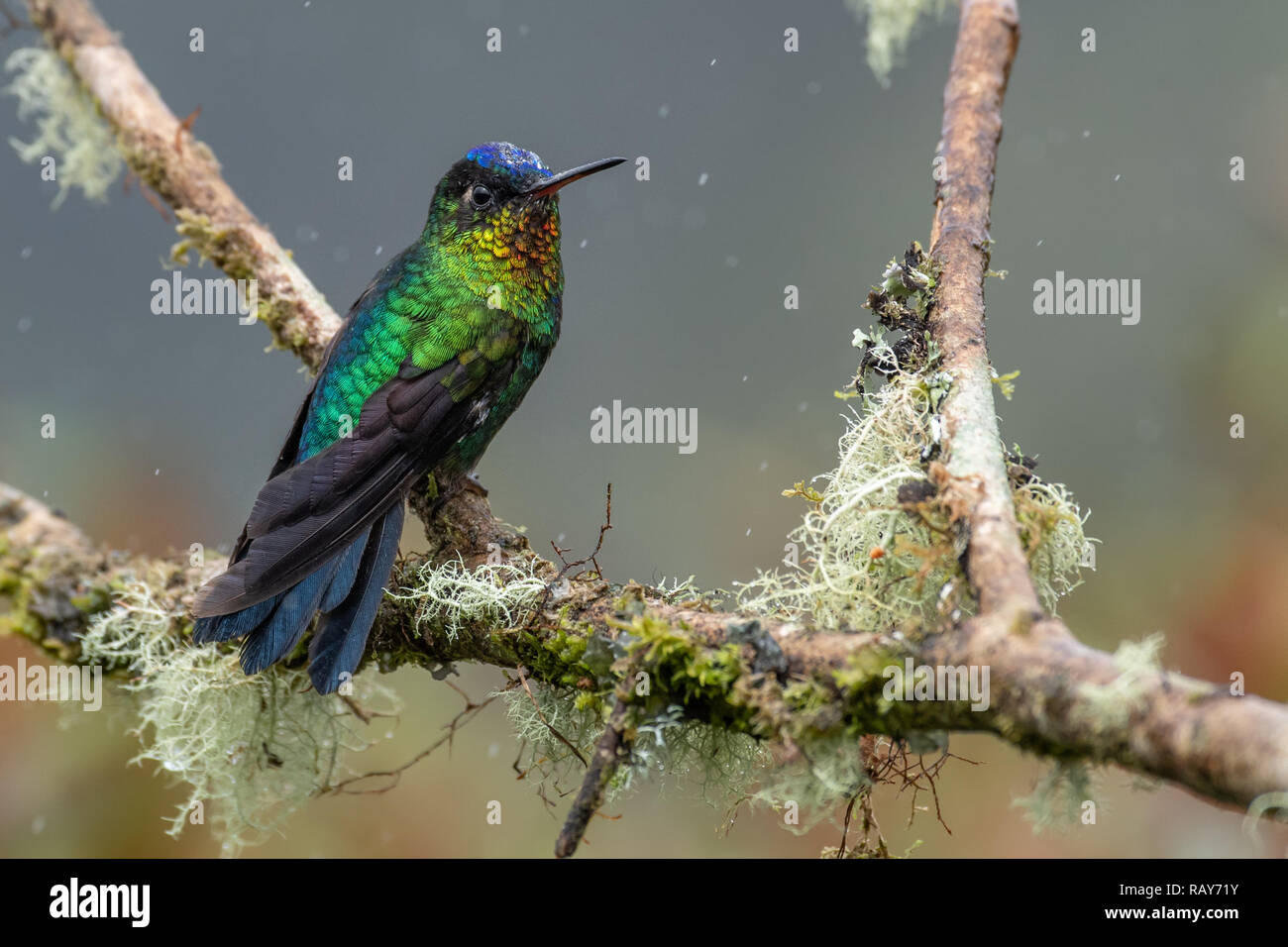 Hummingbird au Costa Rica Banque D'Images