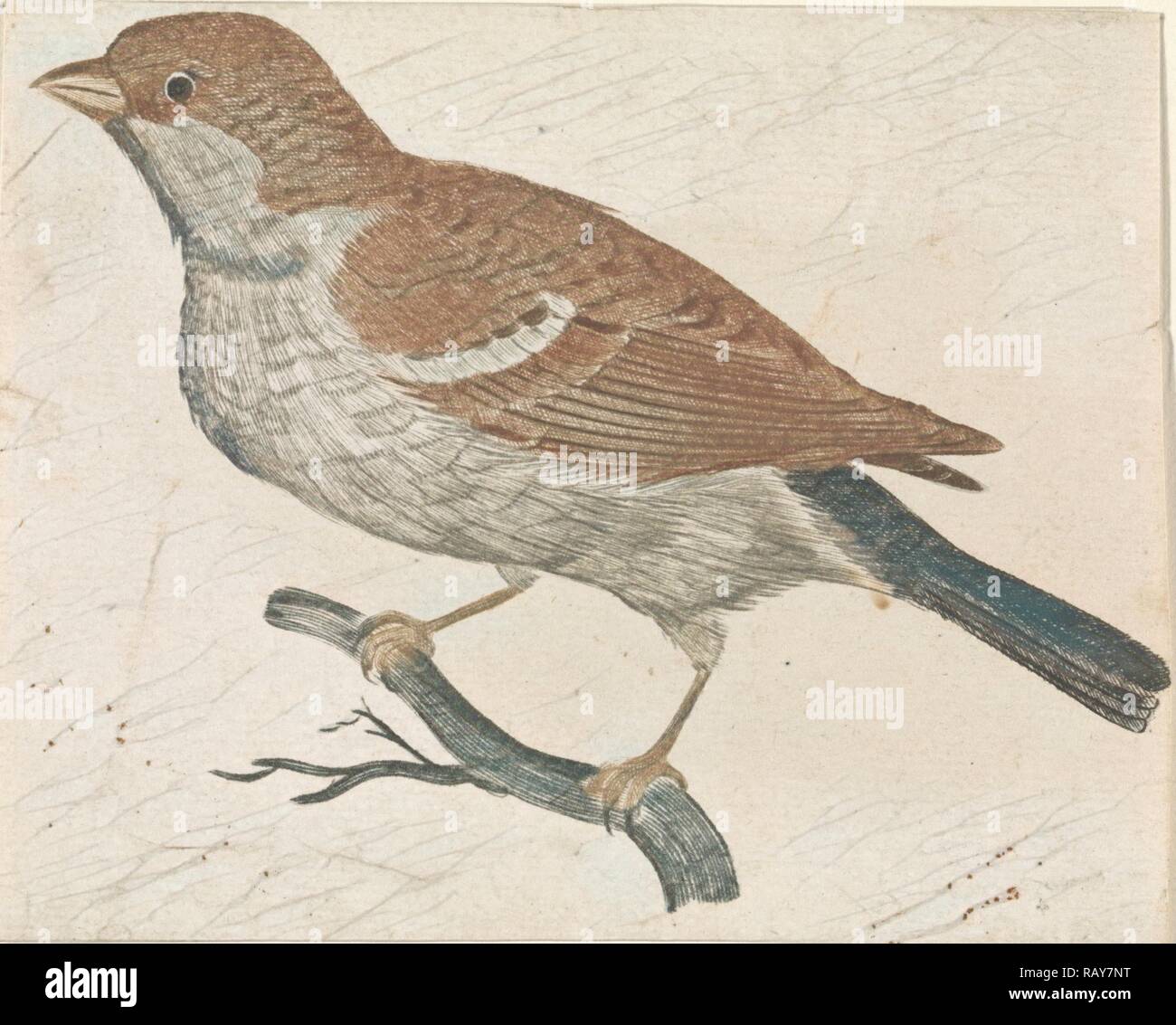 Moineau sur une branche à gauche, Johan Teyler, Anonyme, 1688 - 1698. Repensé par Gibon. L'art classique avec un style moderne repensé Banque D'Images