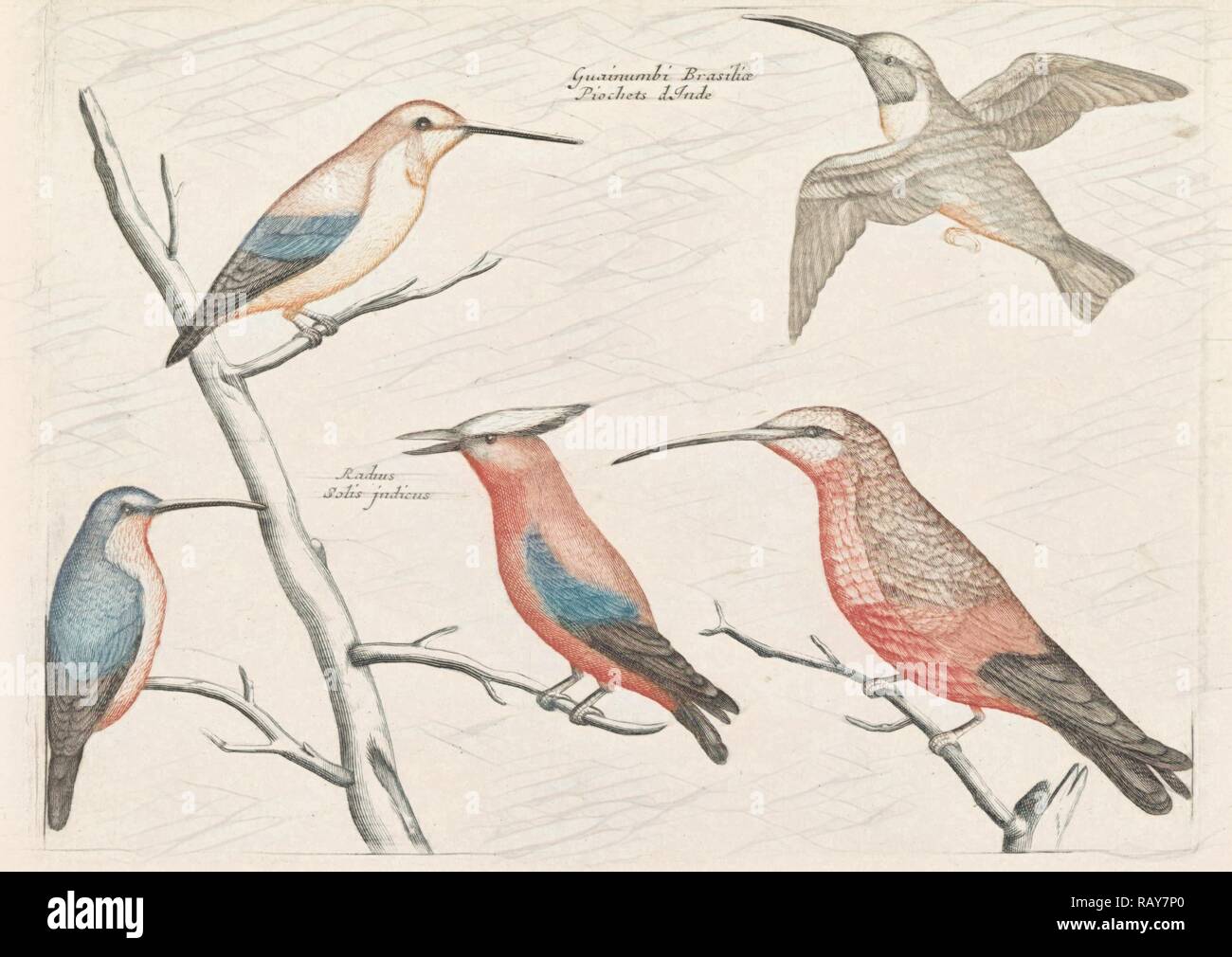 Cinq différentes espèces de colibris, anonyme, Johan Teyler, 1688 - 1698. Repensé par Gibon. L'art classique avec un repensé Banque D'Images