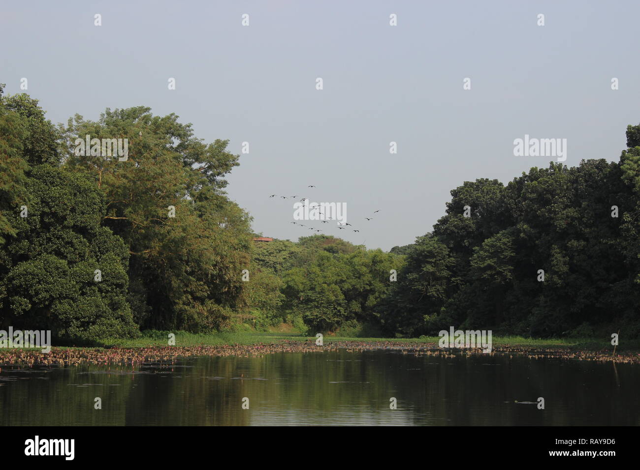 Le lac de l'Université de Jahangirnagar, Dhaka, Bangladesh Banque D'Images