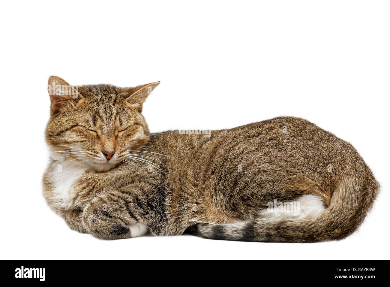 Chat somnole les yeux fermés et les jambes remplié. Isolé sur blanc. Banque D'Images