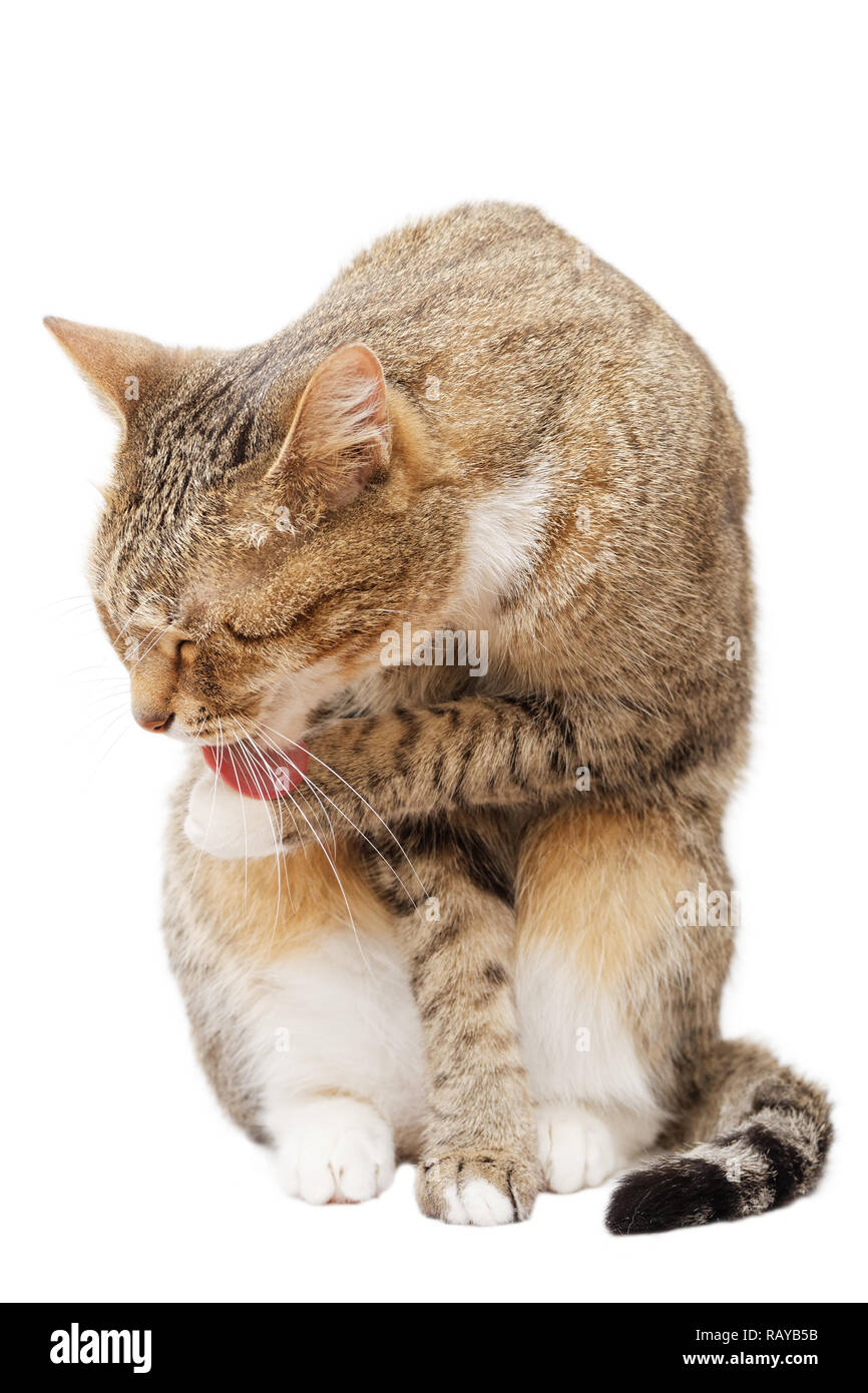 Patte De Chat Qui Leche Banque D Images Detourees Alamy