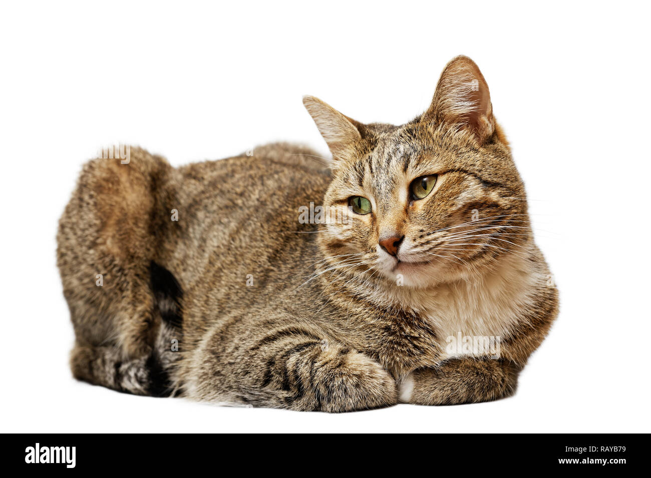 Portrait d'un chat domestique couché pattes pliée avec un regard pensif isolated on white Banque D'Images