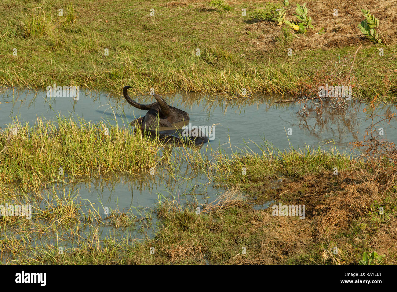 Buffalo à l'état sauvage de se rafraîchir dans l'eau sur l'île de Sri Lanka Banque D'Images
