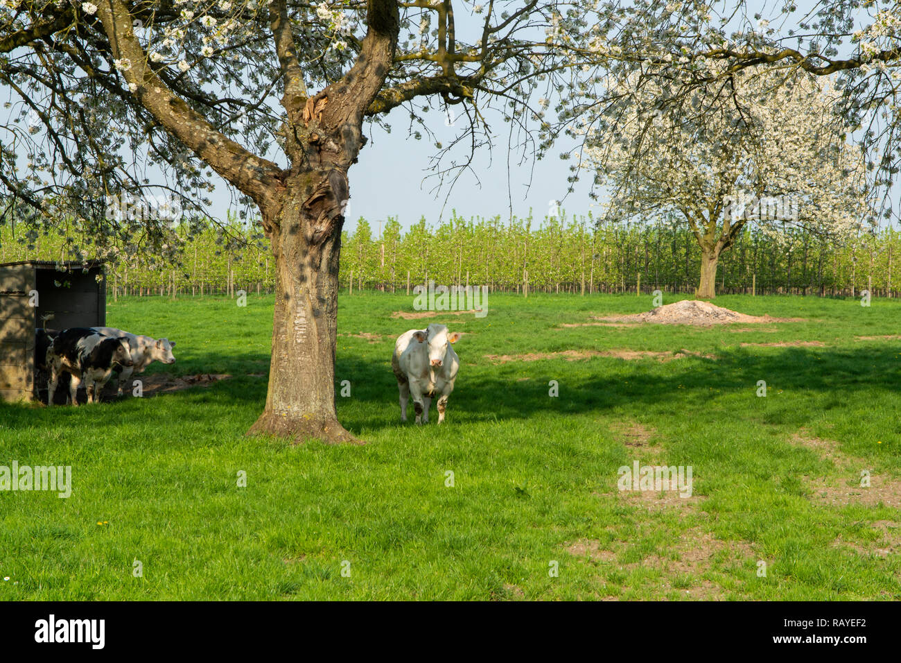 Vache Blanc Bleu Belge, très gros bovins spécial avec double-maigre musculature au printemps à la ferme Banque D'Images